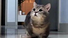 Funny Cat 🤭