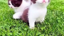 Funny Cat Pet