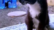 Swety Kitty
