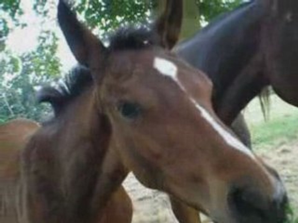 2008-07 [Osmoy] BBQ, Poker et Chevaux