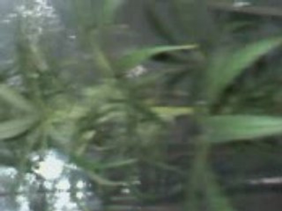 canabis