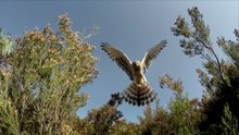 The Missing Lynx @ Europe's New Wild 失踪的猞猁