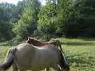 Chute de cheval