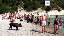 Άτοκος: Το μικρό νησί όπου άνθρωποι και αγριογούρουνα κάνουν μπάνιο στη θάλασσα και λιάζονται