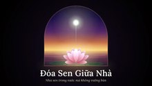 Đóa Sen Giữa Nhà