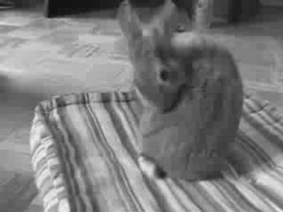 Biscotte_2