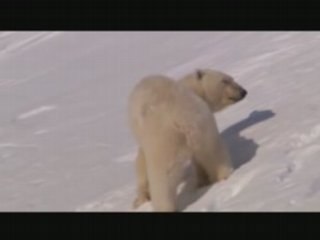 Destination terre les ours blanc
