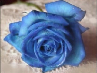 Cheba kheira -scenario waaer