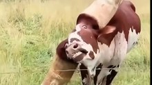 Ankole-Watusi
