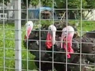 Eva Theo et les dindons