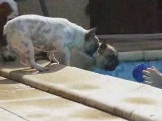 Calice fait des bruits bizarres autour de la piscine