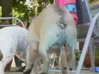 bartok et calice autour de la piscine