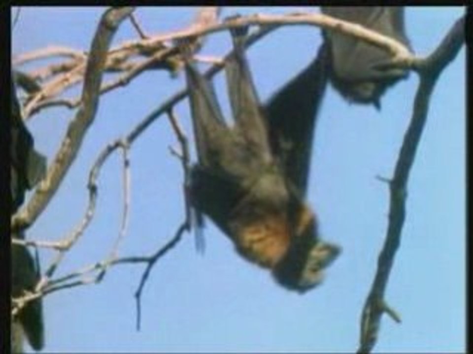 la vie privee des animaux . part 5 de 7
