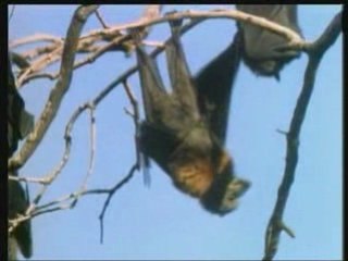 la vie privee des animaux . part 5 de 7