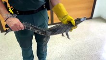 Jacaré encontrado debaixo de carro nas Canárias. Polícia procura dono