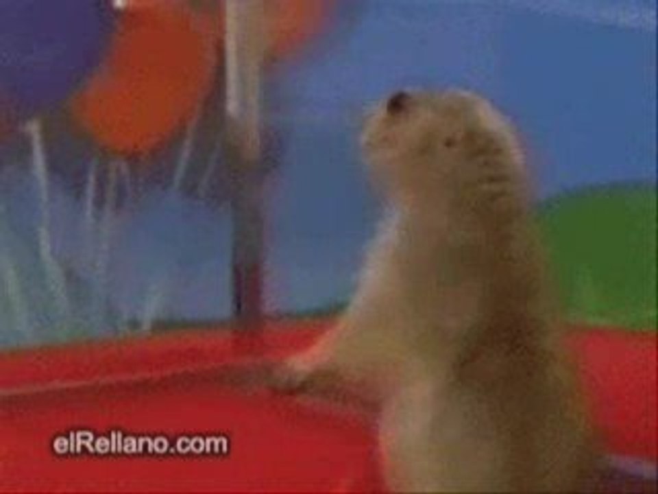 Hamster plays the piano