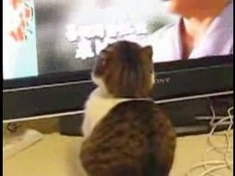 FLUVORE_le_chat_au_regard_dramatique_72de6