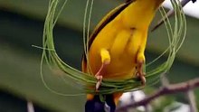 A little bird carefully gathers twigs and soft materials, patiently building its nest