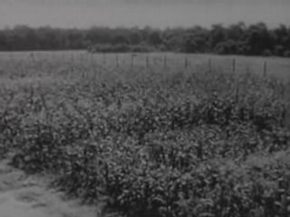 Effects of Radiation: Cell Biology & Cancer Research (1952)