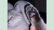 Cat after looking for an apartment to move 😺