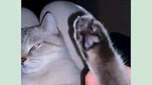 Cat after looking for an apartment to move 😺
