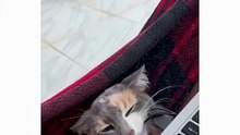 The orange part fighting him like venow 😂 #youtubeshorts #funny #cats #america #haha