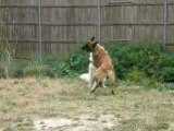 2 Chiens qui jouent