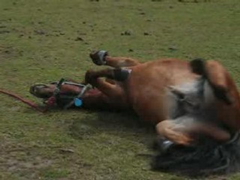 Saint Aubin Juillet 2008 102