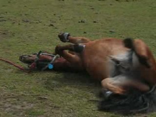 Saint Aubin Juillet 2008 102