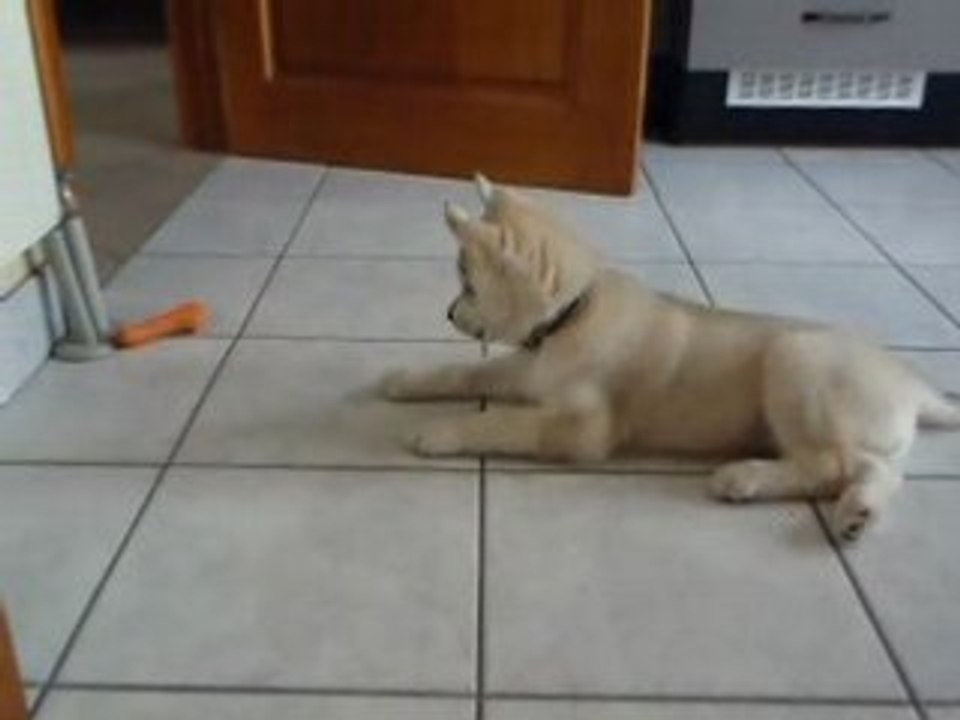 Photo du  nouvel appareil photo 917