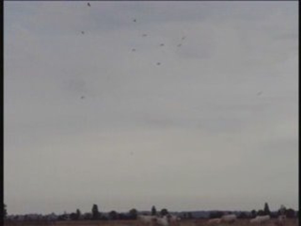 Envol rapaces MS 300708