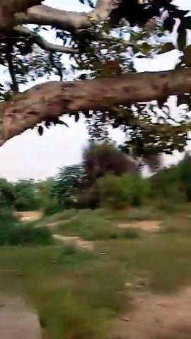 Old tree in Harrpa khanderrat 😎