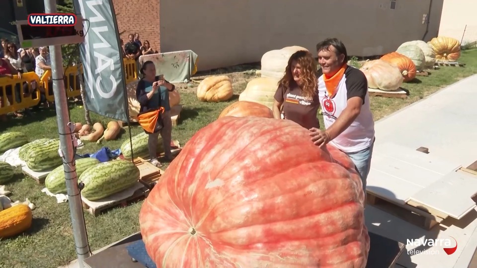Calabazas gigantes en Valtierra 2026