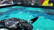 Ora c'è anche la tartaruga robot per pattugliare gli specchi d'acqua