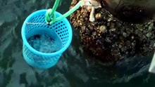 Un chat tombé à l’eau sauvé par des passants à Lovina, Bali