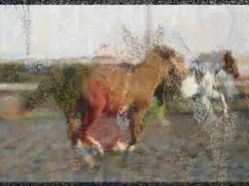 Vidéo Shyraz_0001