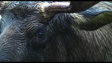 Festin Boréal - Trailer