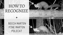 Trail Camera Reveals How to Tell Beech Marten, Pine Marten and Polecat Apart