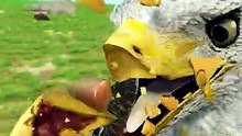 Eagle Gets A 3D Printed Beak 🥲