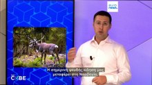 «Οι ανεμογεννήτριες προκαλούν δυσμορφίες στα ζώα»: αλήθεια ή ψέμα