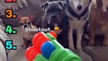 These puppy antics are too much 😂 #puppies #shortsfeed #funny