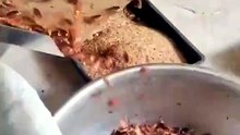 Ferme de cafards en Chine... effrayant