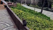 Went to a park in Istanbul and found a nice cat to practice street photography