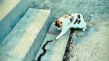 Un Réflexe ultra-rapide d'un Chat 😨
