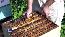 Mar del Plata sede de importantes congresos sobre abejas
