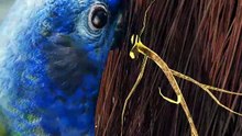 Growing A Bird Nest In Your Beard
