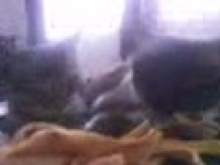 Chat mignon