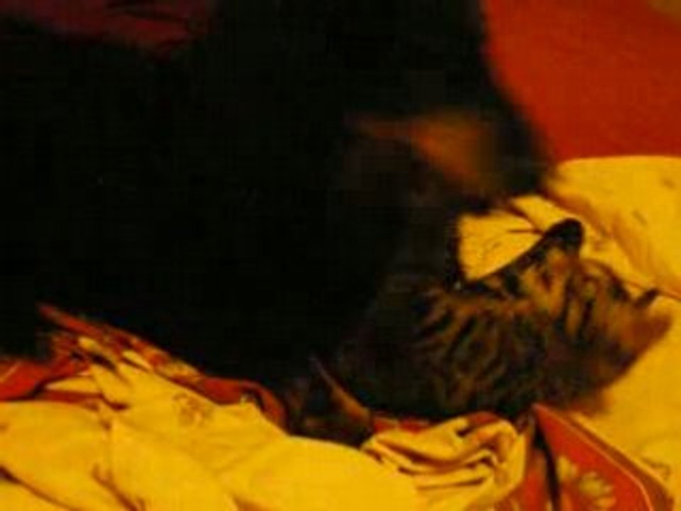 Chaton O708 004