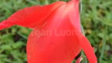 Cây hoa lay ơn - Gladiolus