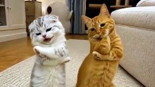 Funny Cat Videos 😻 Adorable Dancing Cats #catfunny